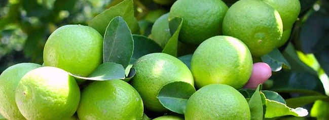 arbol-de-limon.jpeg