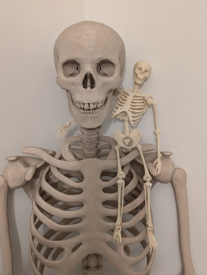 "Esqueleto a escala articulado" es un esqueleto humano a escala imprimible en 3D completamente articulado.