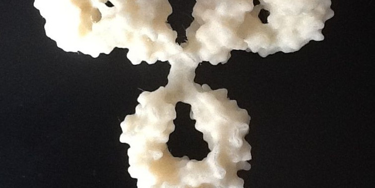 "Antibody Molecule" es una molecula de anticuerpos real de una Chimera, escalado a un tamaño considerable para la interacción de los alumnos.