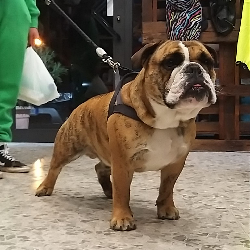 Poldo