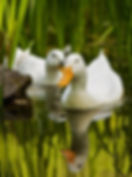 b1a8024c39e27333347a599c749f0bce.jpg