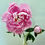 Thumbnail: Crepe Paper "Sarah Bernhardt" Peony