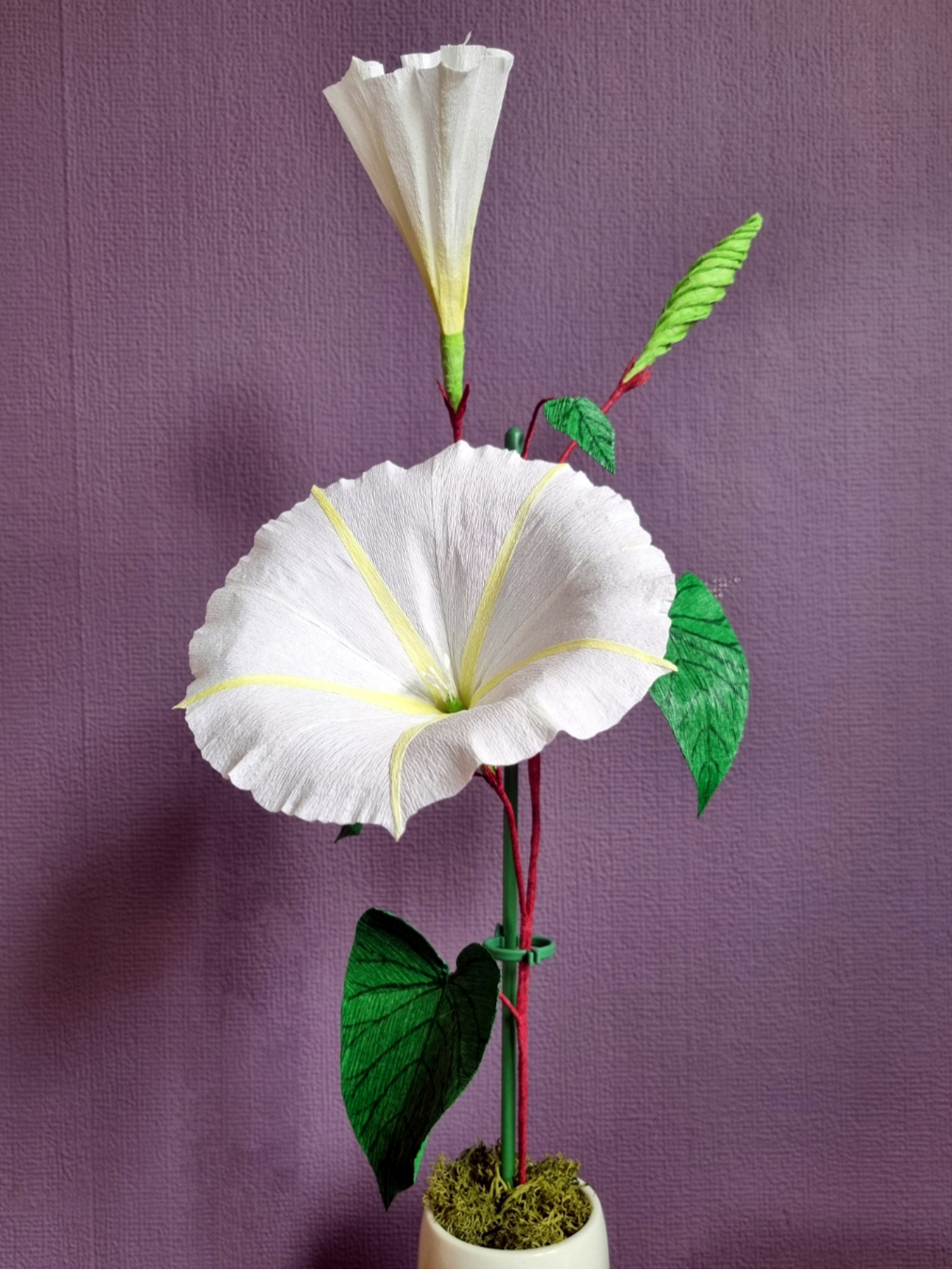 Crepe Paper Moonflower vine