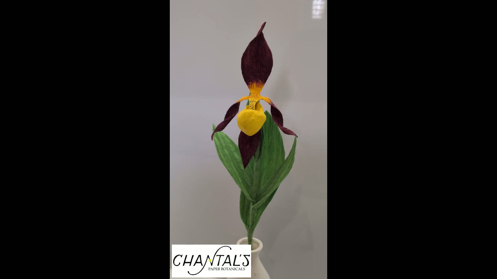 Crepe Paper Lady's Slipper Orchid UK variety