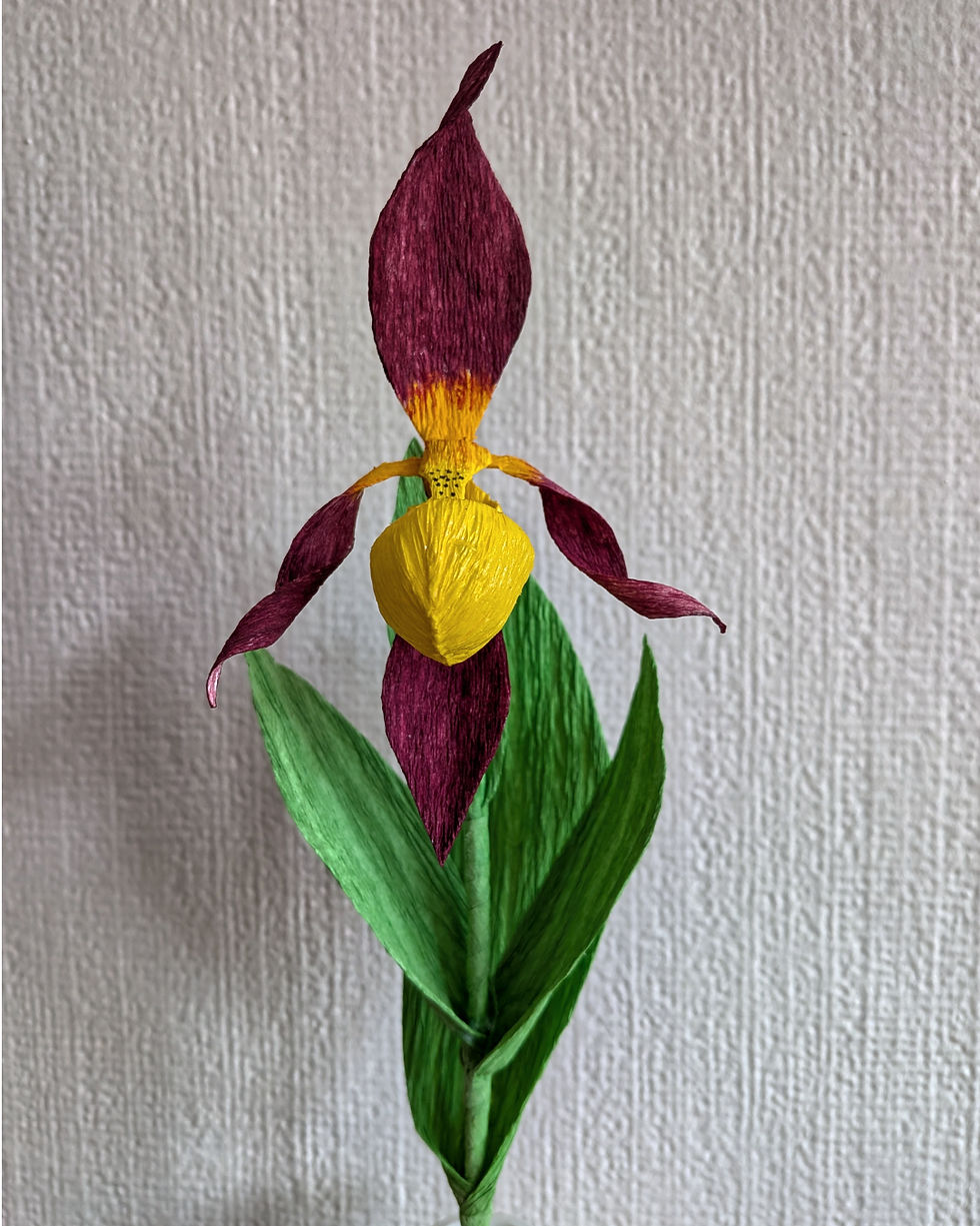 Lady's Slipper Orchid UK Front