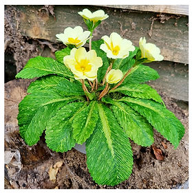 Crepe Paper Wild Primrose plant