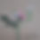 Thumbnail: Video showing the Crepe Paper King's-ish Rose rotating
