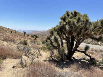 Out with the Truckers and the Kickers and the Cowboy Angels (PCT section 1: Desert to the Mountains)