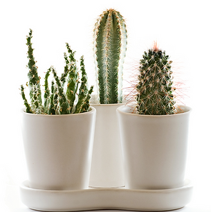 植物1