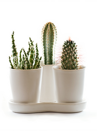 plantes 1