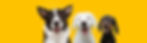 banner three happy puppy dogs smiling on isolated yellow background..jpg