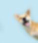 Portrait funny and happy shiba inu puppy dog peeking out from behind a blue banner. Isolat