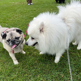 Outdoor dog walking in Kingston
