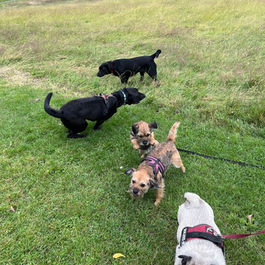 Fun outdoor dog daycare activities