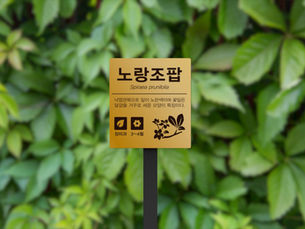 황동 지지 노랑조팝.jpg