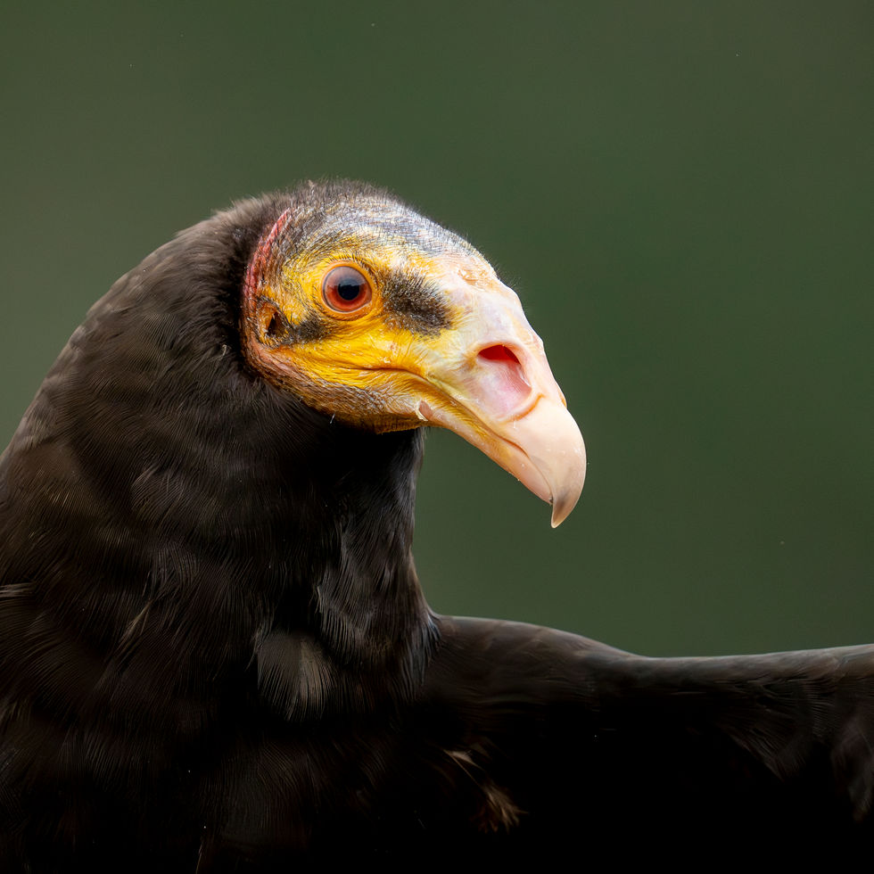 Lesser Yellow-headed Vulture