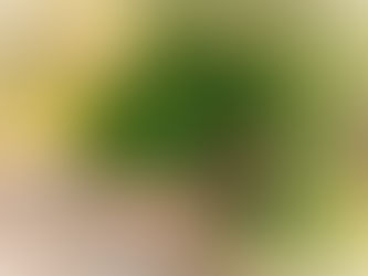 Beautiful Bench San Elijo Lagoon