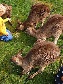 Mansfield zoo Jamieson Caravan Park kangaroos