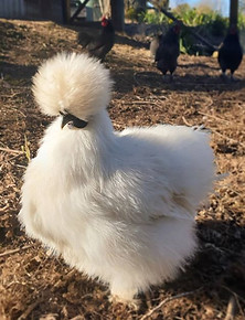 Our lovely chickens greeting our guests ♥️🐓🤗_#jamiesonlife #jamiesoncaravanpark #jamieso