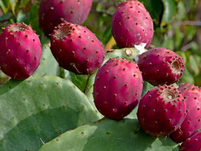 Seven Las Vegas Desert Plants And Fruits That You Might Have Not Known Are Edible