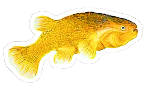 image-removebg-preview (20).png