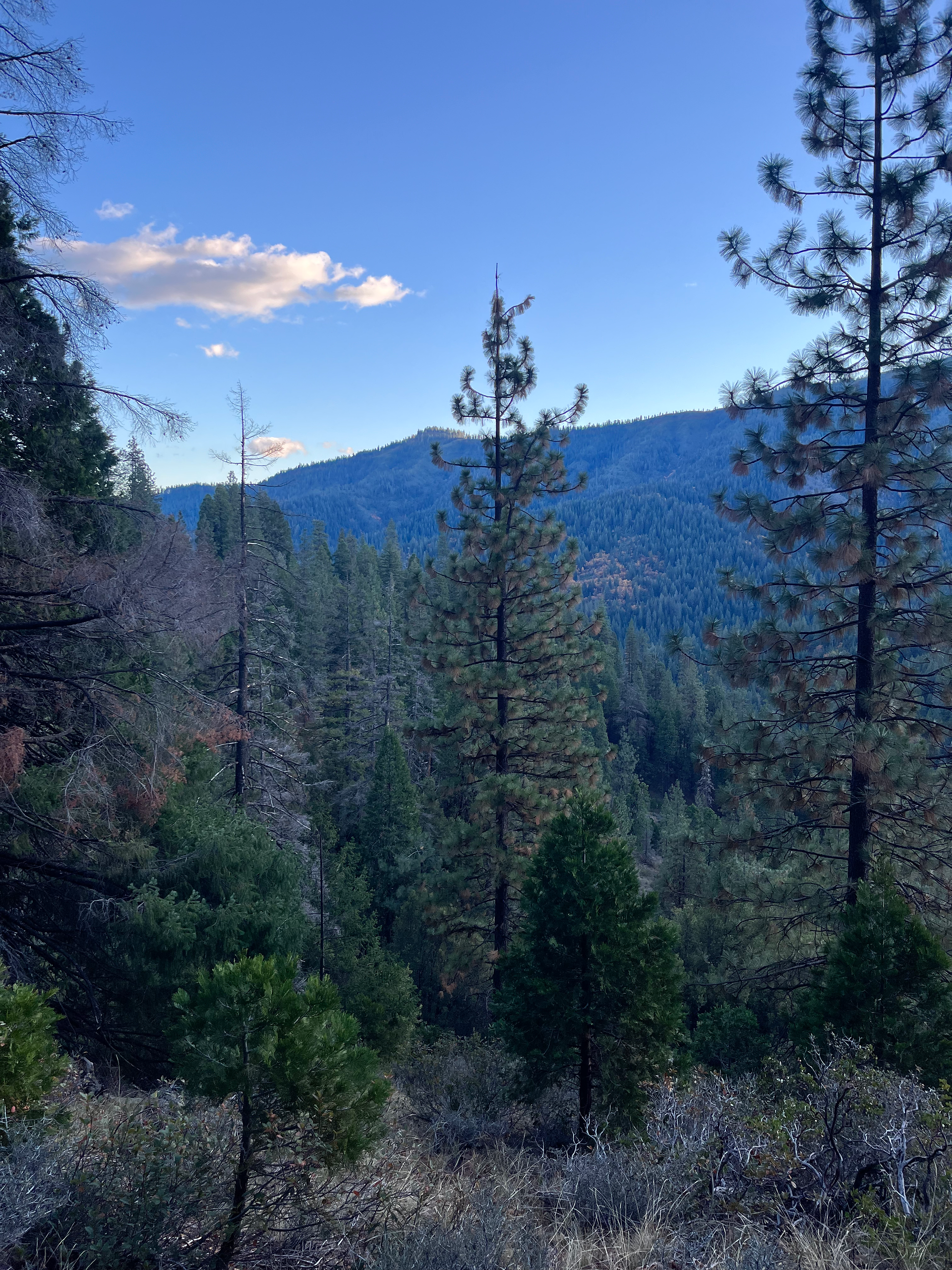 Pacific Crest trail castle crags wilderness