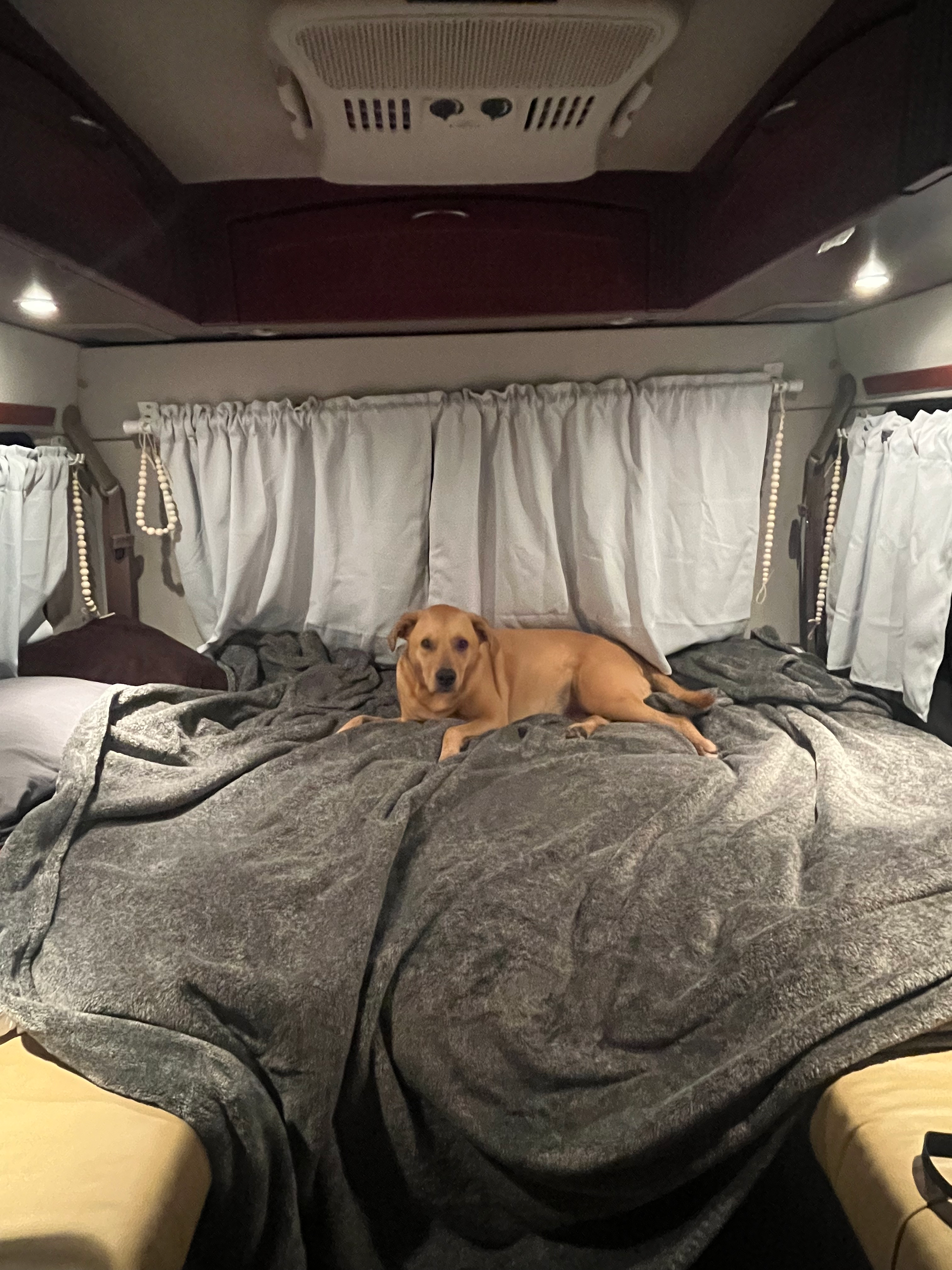dog laying on RV bed