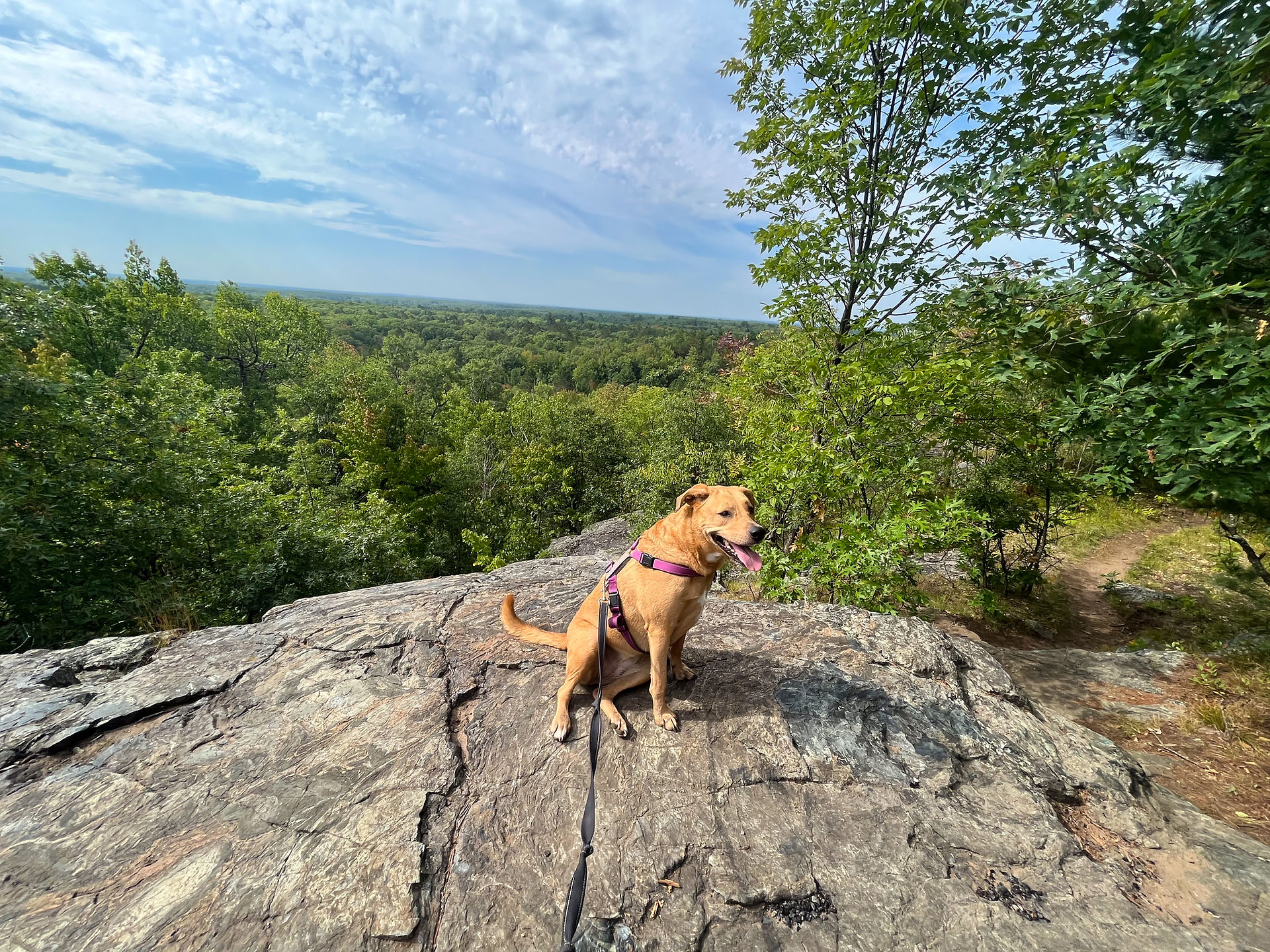 dog sitting on butler rock mountain wisconsin