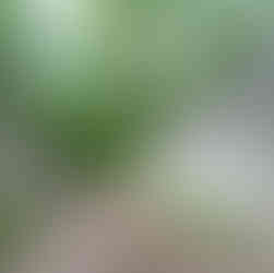 dog sitting in front of lime kiln on lime kiln trail at high cliff state park by lake winnebago in sherwood wisconsin