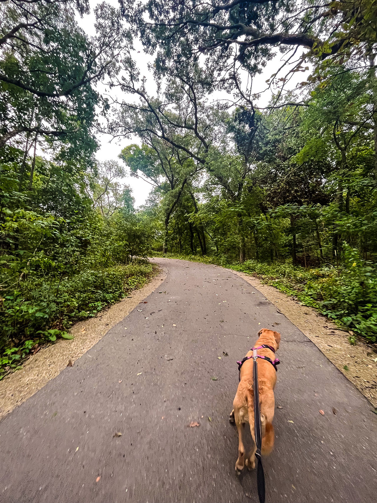 dog walking at dorothy carnes park