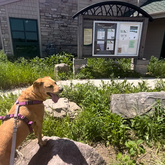 dog in front of visitors center at horicon marsh in horicon wisconsin lake winnebago 