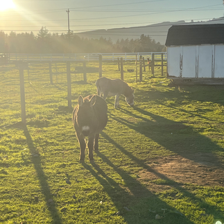 donkey at blue heron cheese company