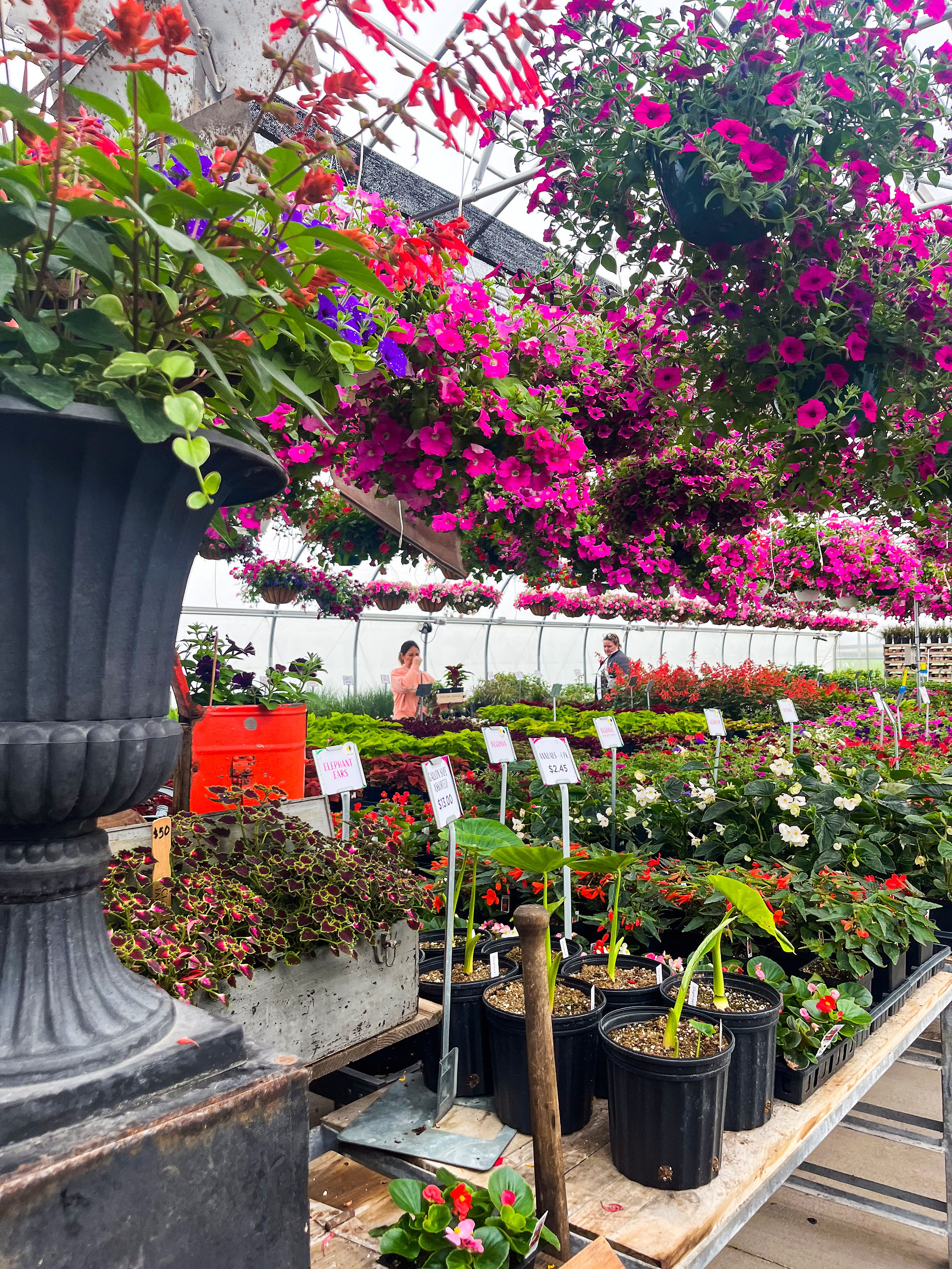 greenhouse flowers plants at la clare creamery in malone wisconsin
