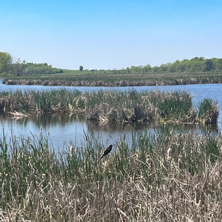 bird at horicon marsh in horicon wisconsin lake winnebago 