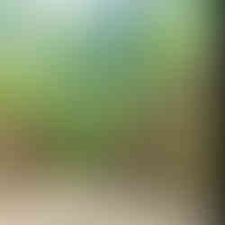 woman with dog on bridge at hobbs woods in fond du lac wisconsin