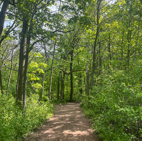 wooded trail in hobbs woods in fond du lac wisconsin