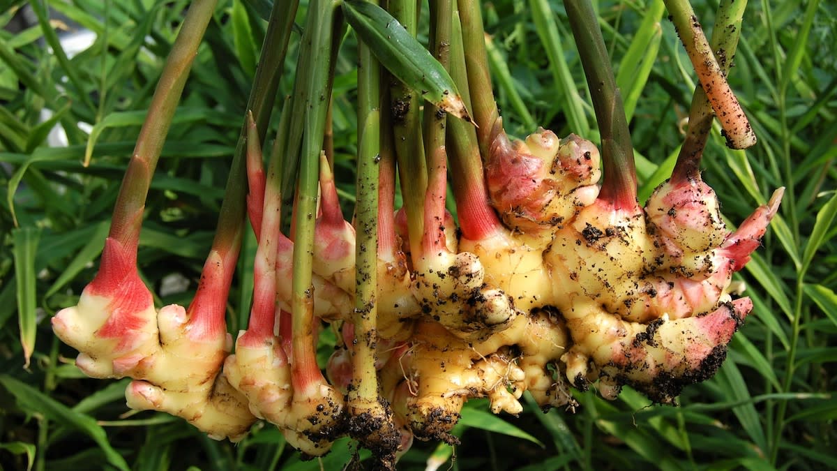 Ginger plant