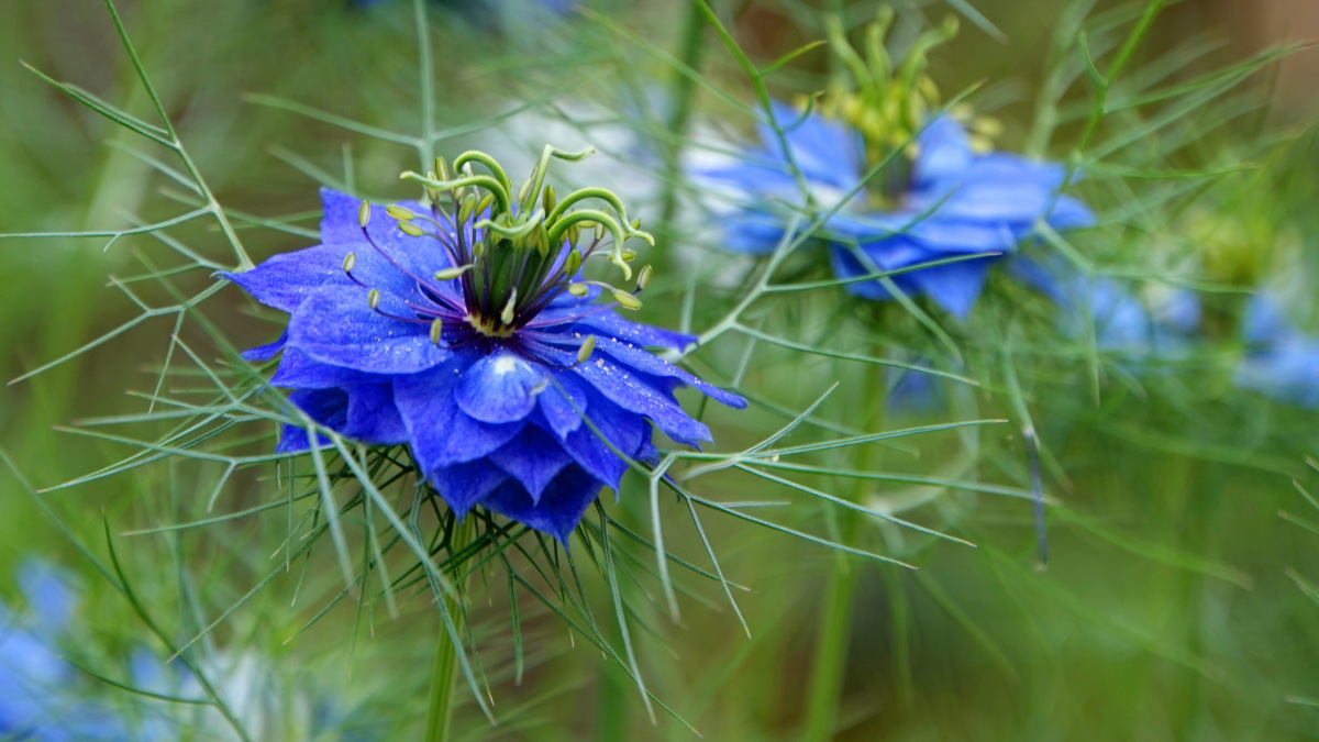 Nigella plant