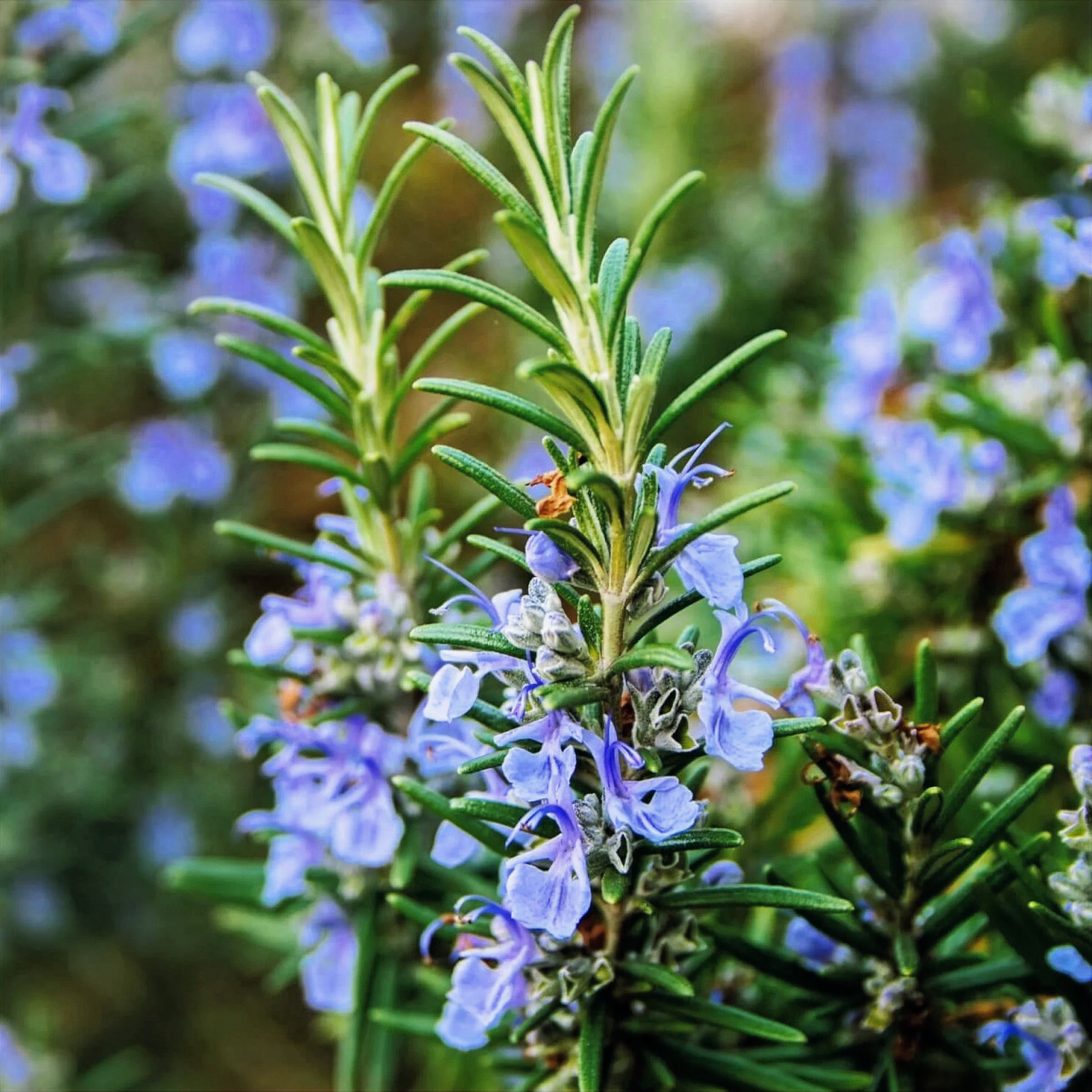 Rosemary plant