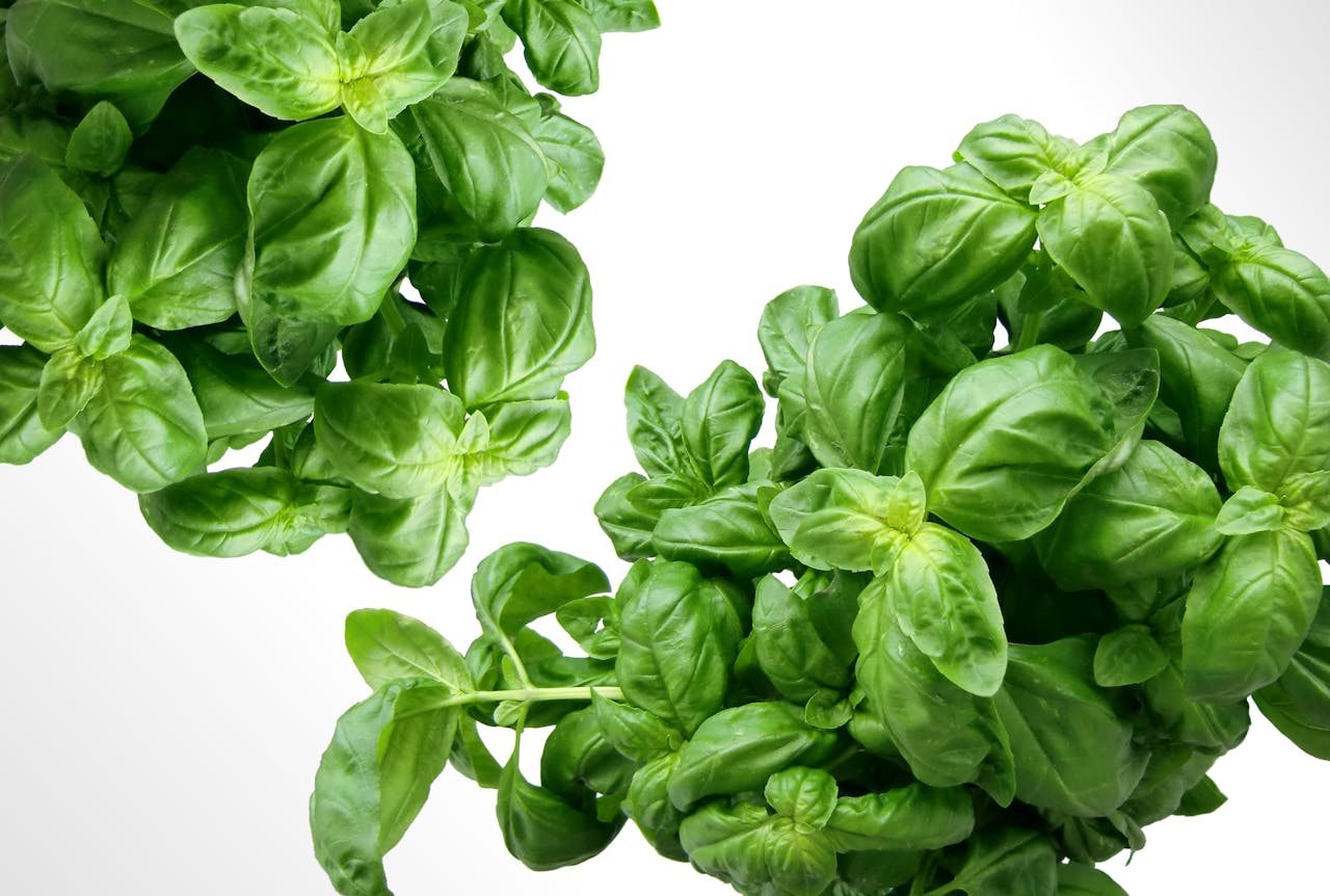 Basil plant