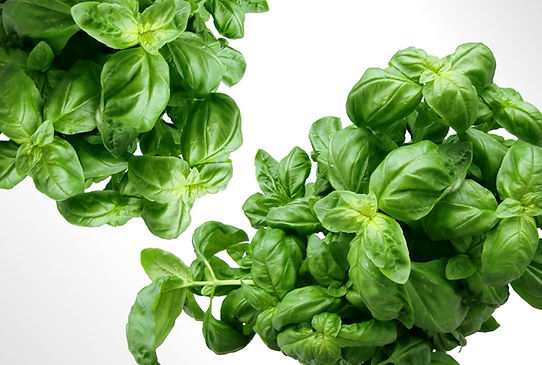 basil plant.jpg