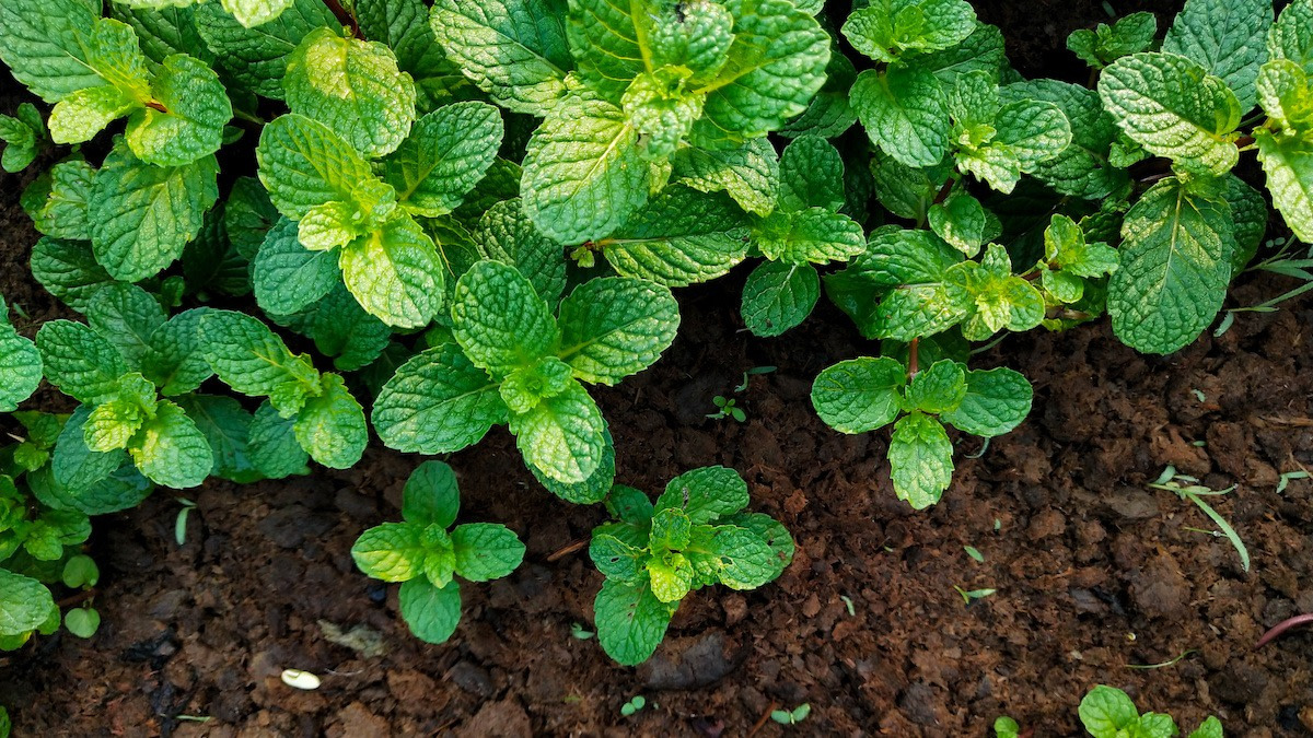 Mint plant