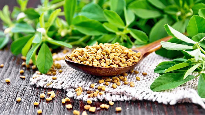 fenugreek A.jpg