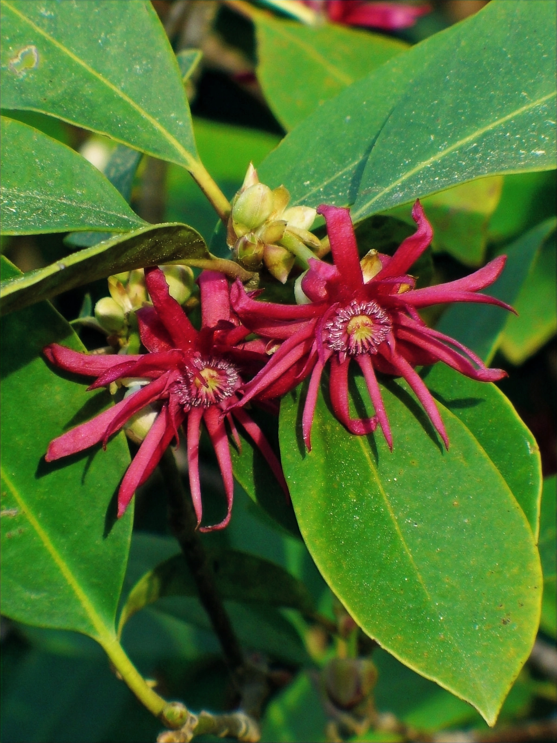 Star Anise plant