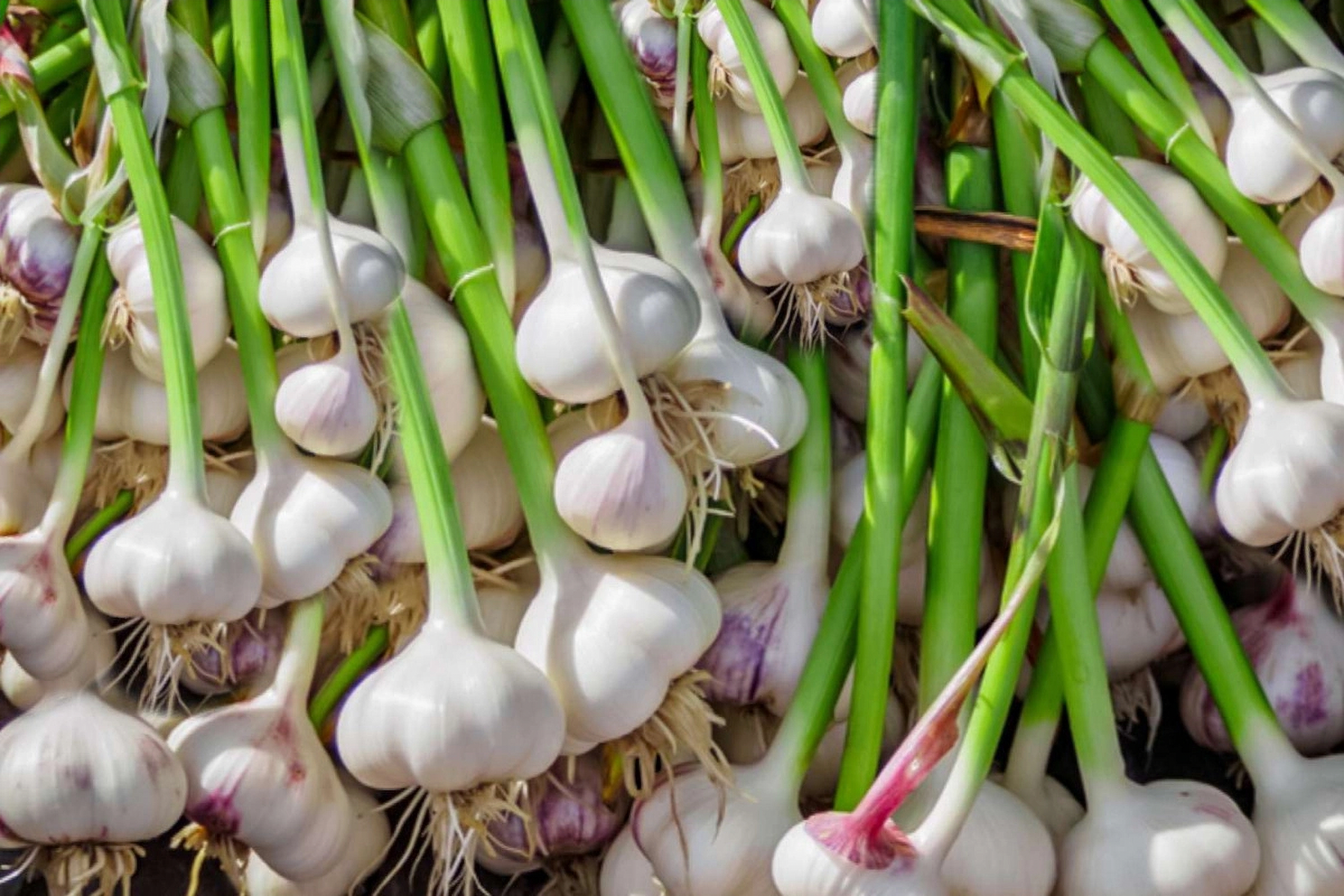 Garlic plant