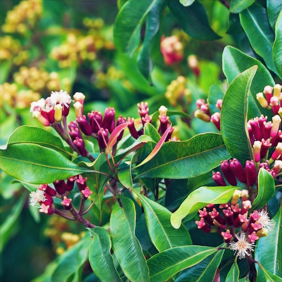 Cloves plant