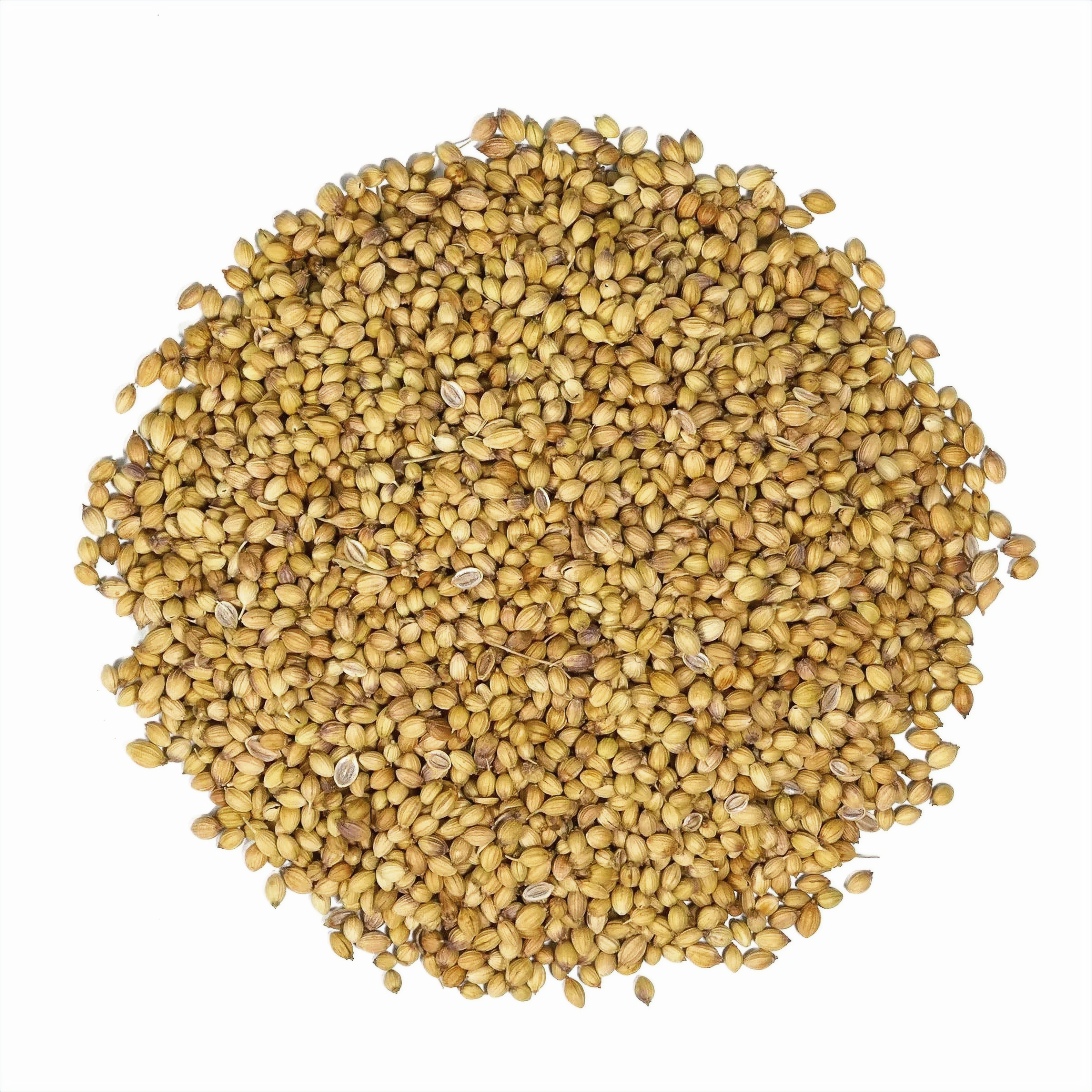 Coriander