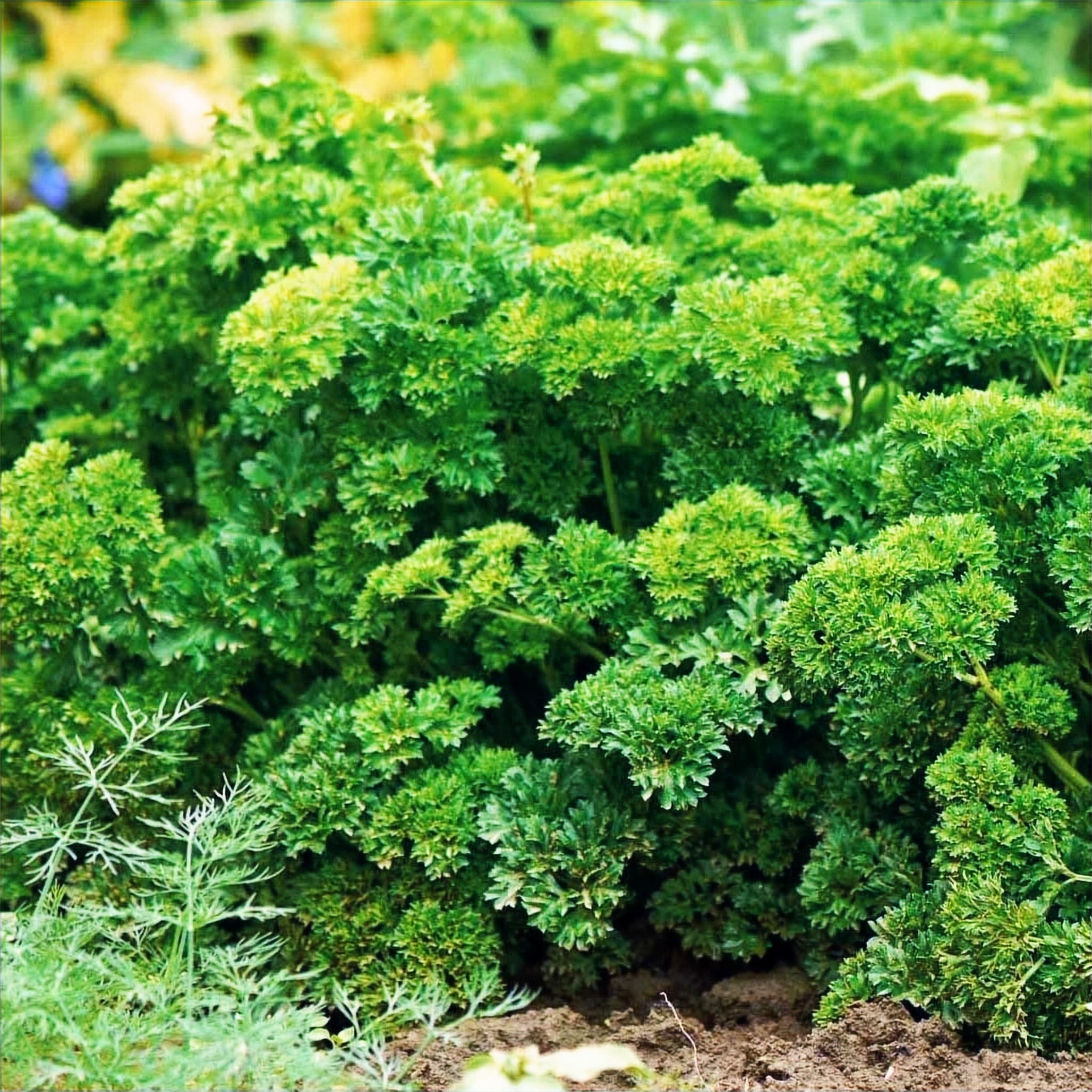Parsley plant