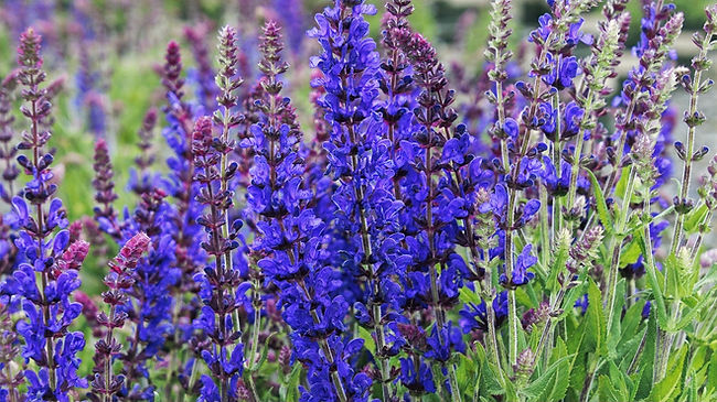 sage plant_edited.jpg
