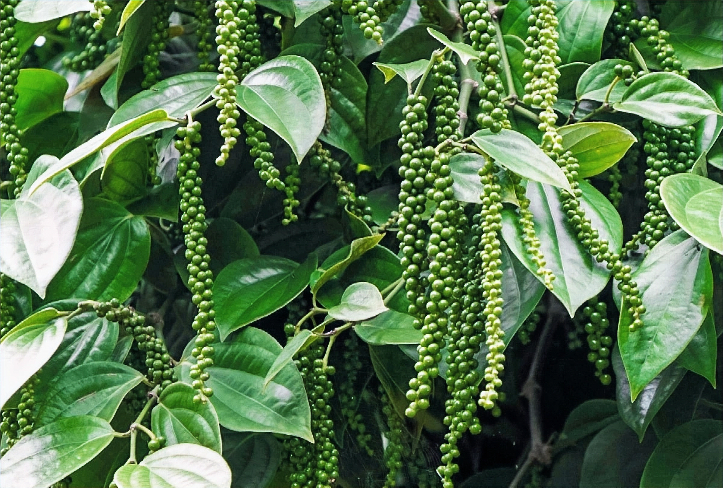 Pepper plant